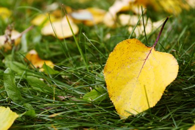 Fallen yellow autumn leaf on green grass