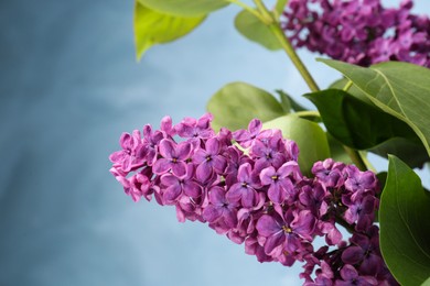 Photo of Closeup view of beautiful lilac flowers on light blue background