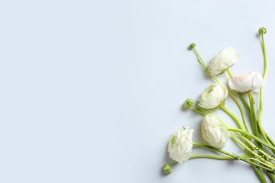 Photo of Beautiful ranunculus flowers on white background