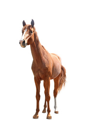 Image of Chestnut horse standing on white background. Beautiful pet  