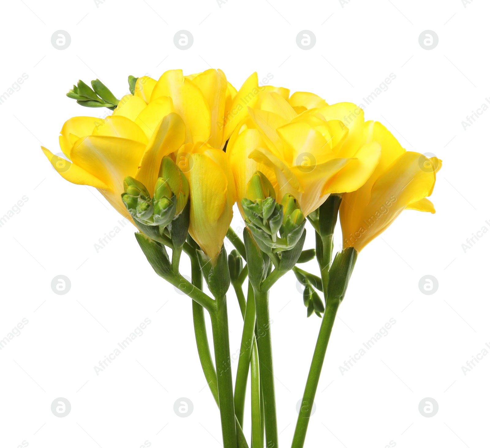 Photo of Bouquet of fresh freesia flowers isolated on white