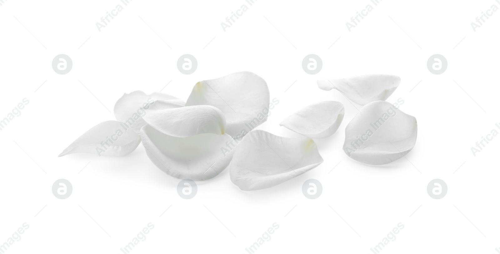 Photo of Beautiful rose flower petals on white background