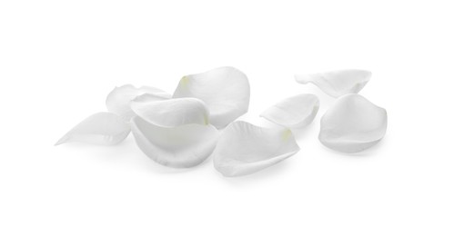 Photo of Beautiful rose flower petals on white background