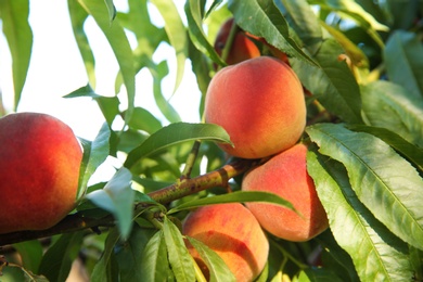 Photo of Ripe peaches on tree branch in garden, closeup