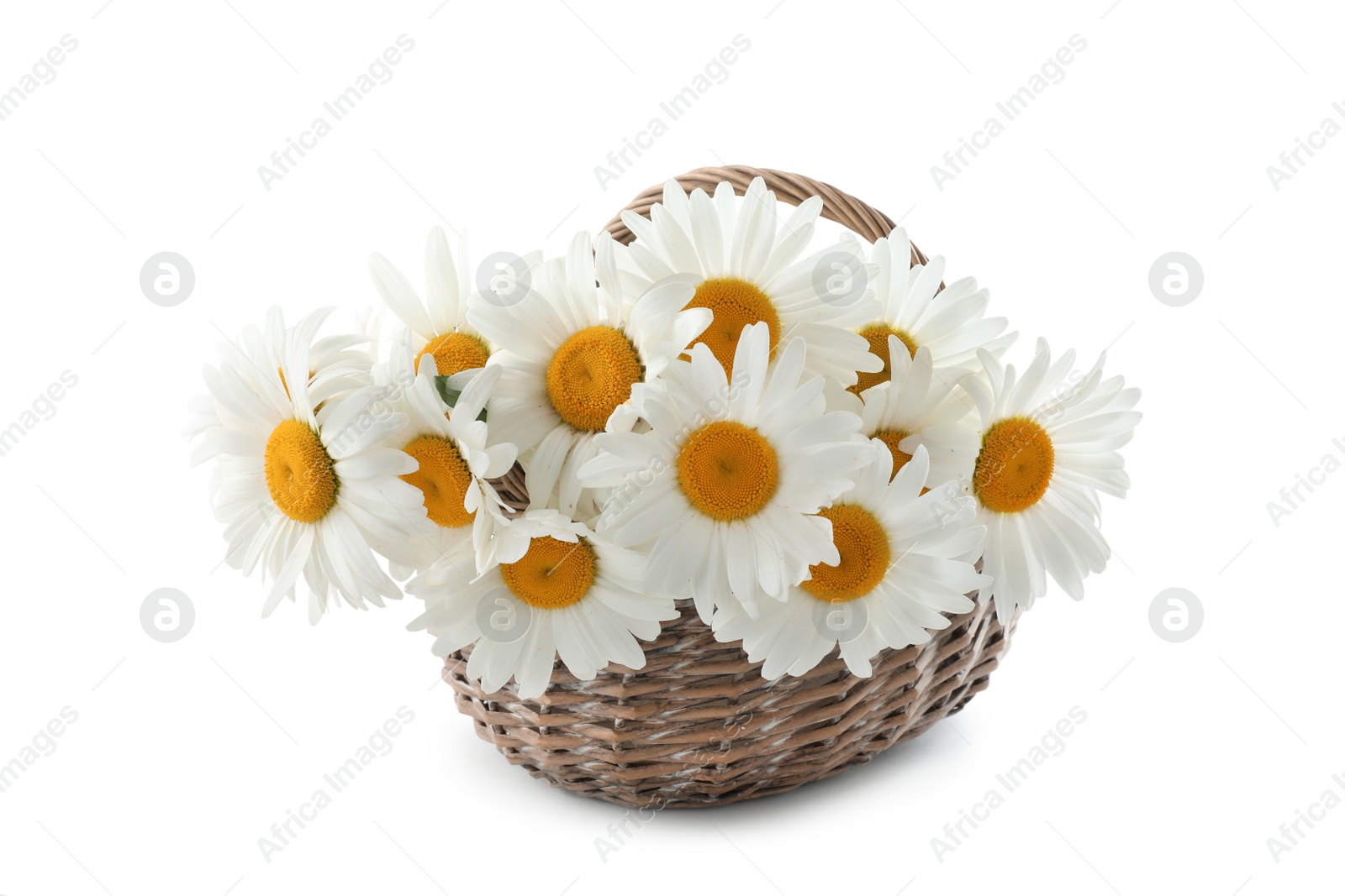 Photo of Wicker basket with beautiful chamomile flowers on white background