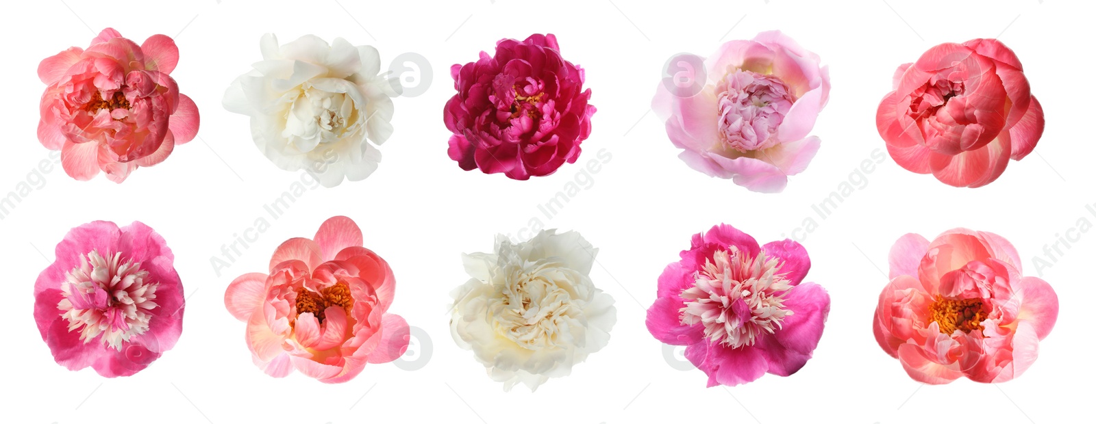 Image of Set of different beautiful peony flowers on white background. Banner design