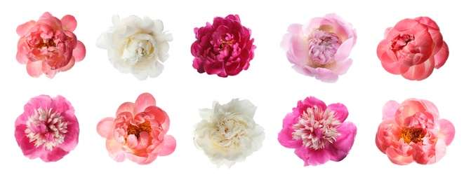 Image of Set of different beautiful peony flowers on white background. Banner design