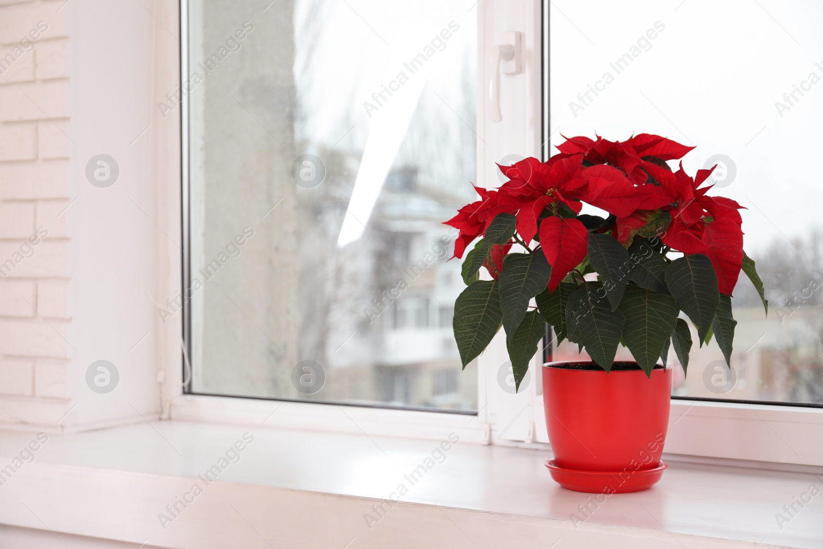 Photo of Beautiful poinsettia (traditional Christmas flower) in pot on windowsill. Space for text