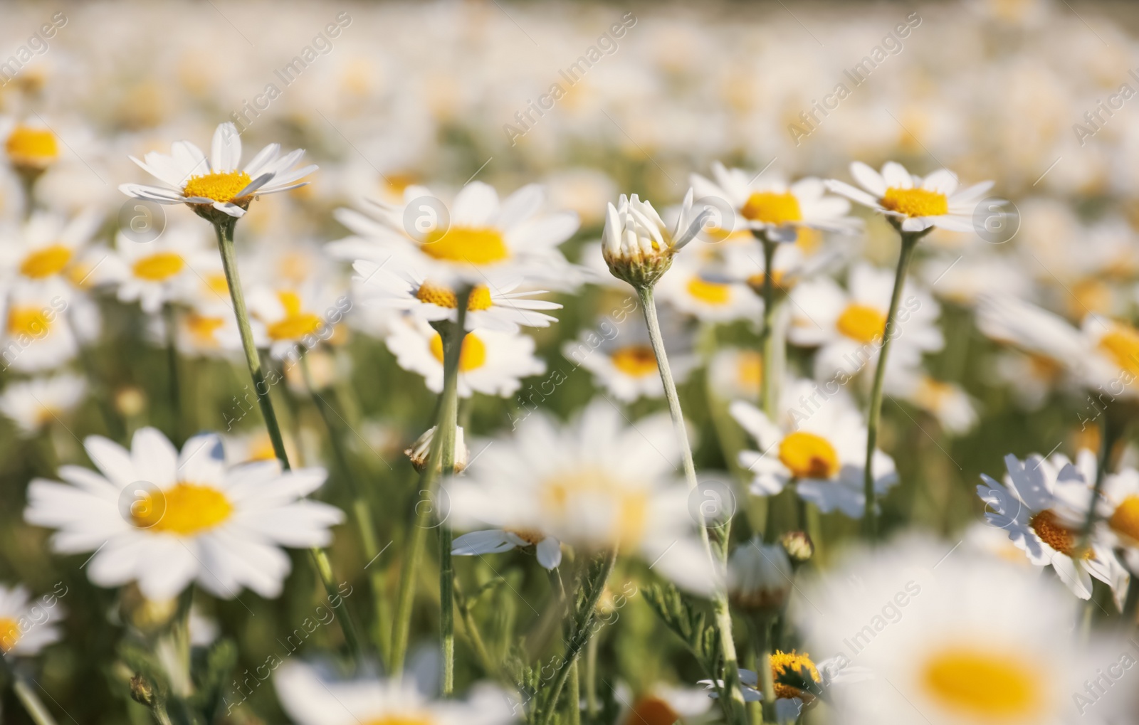 Photo of Closeup view of beautiful chamomile field on sunny day