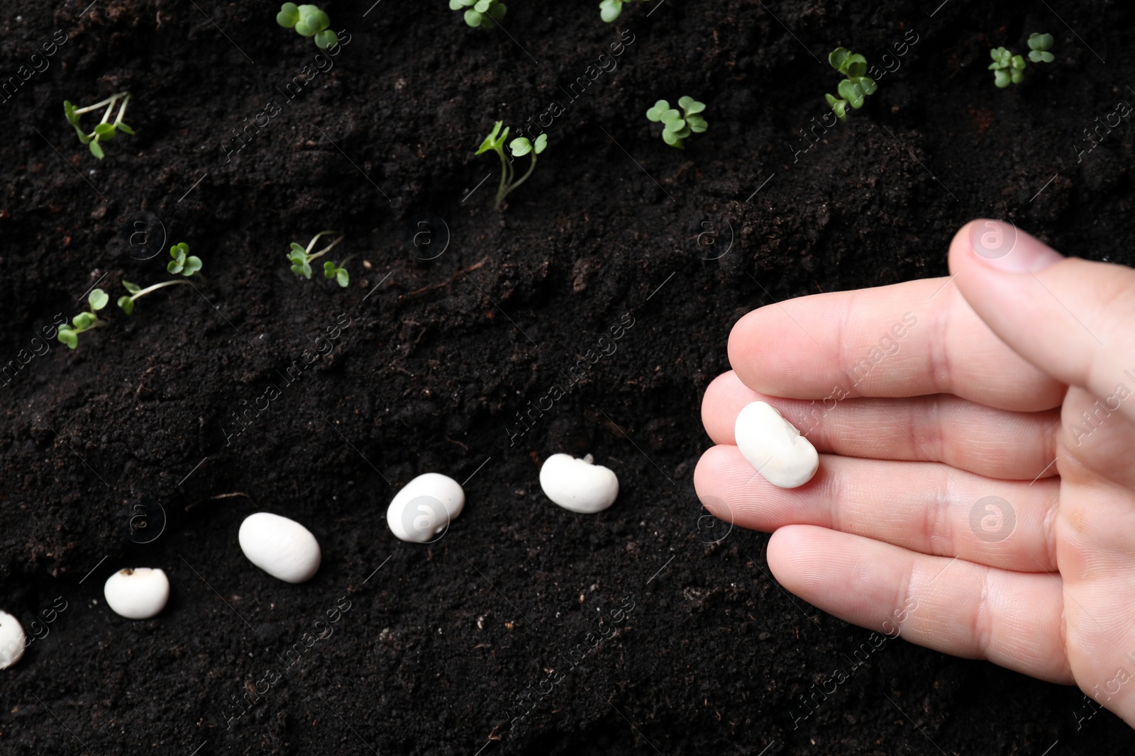 Photo of Woman with beans near fertile soil, top view. Vegetable seeds