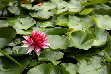 Photo of Beautiful pink lotus flower and leaves in pond