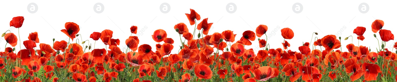 Image of Beautiful red poppy flowers on white background. Banner design