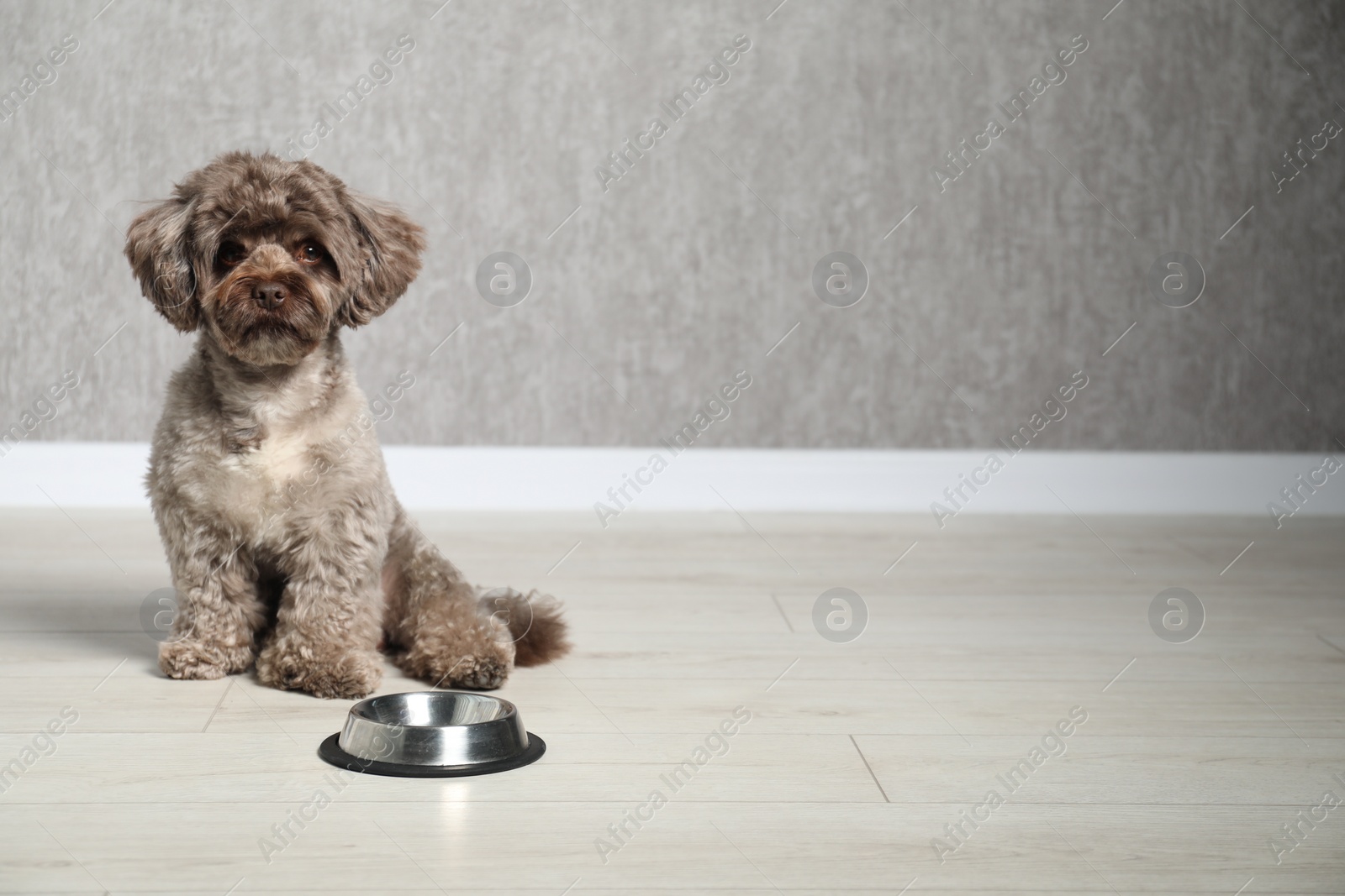 Photo of Cute Maltipoo dog near feeding bowl indoors, space for text. Lovely pet