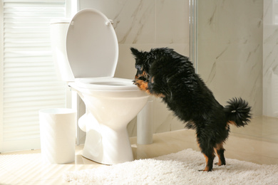 Photo of Cute dog looking into toilet bowl in modern bathroom