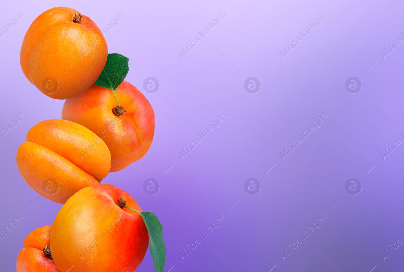 Image of Stack of fresh ripe apricots on purple gradient background. Space for text