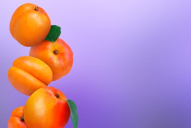 Stack of fresh ripe apricots on purple gradient background. Space for text