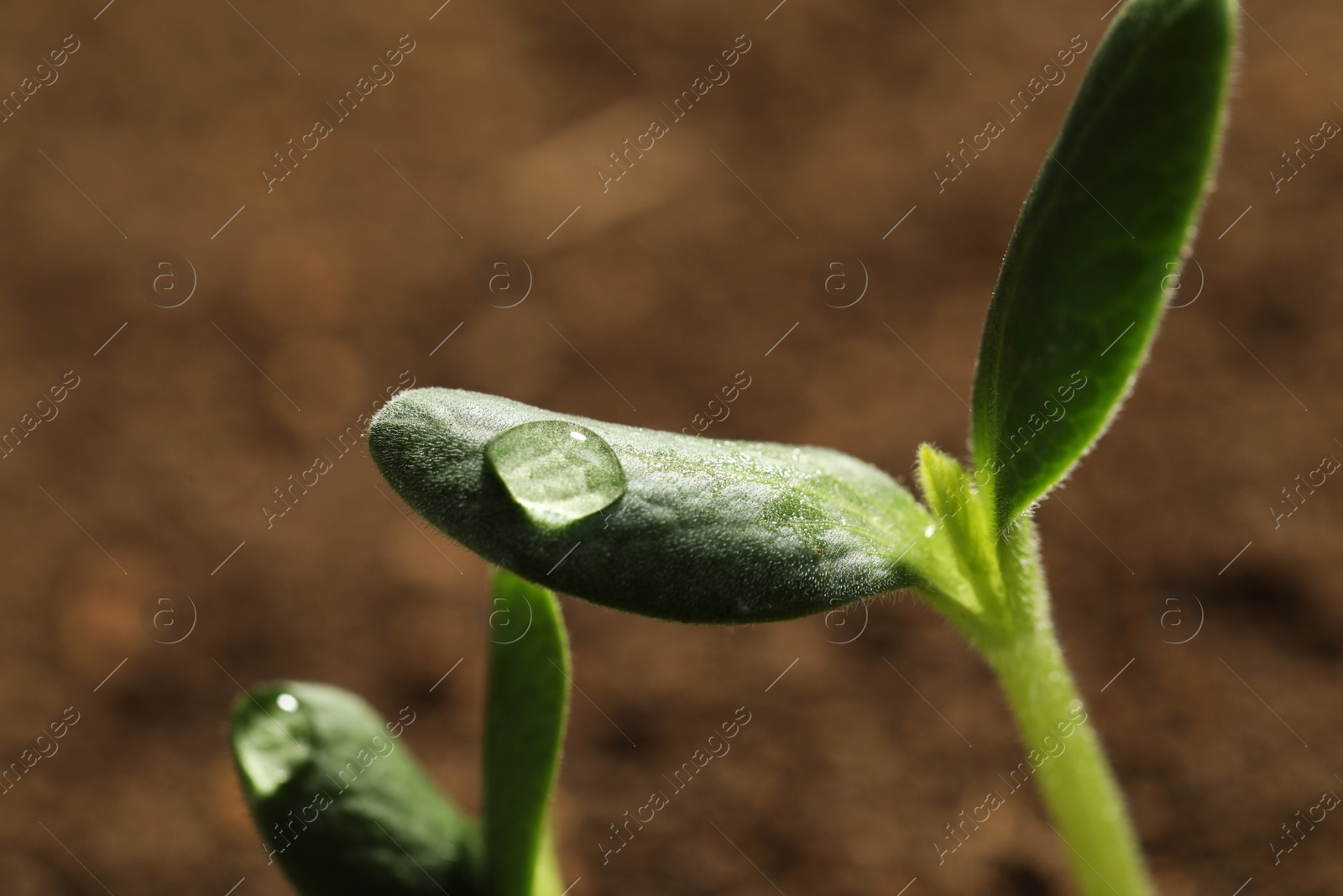 Photo of Little green seedlings growing in soil, closeup view