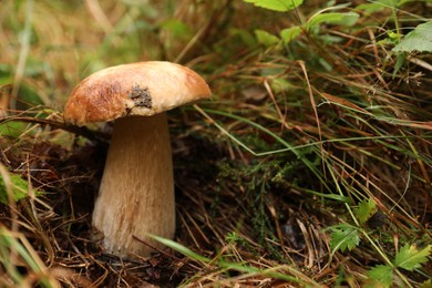 Photo of Fresh wild mushroom growing in forest, closeup. Space for text