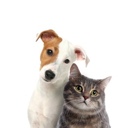 Image of Adorable cat and dog on white background. Cute friends