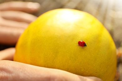 Man holding ripe juicy melon with ladybug on sunny day, closeup