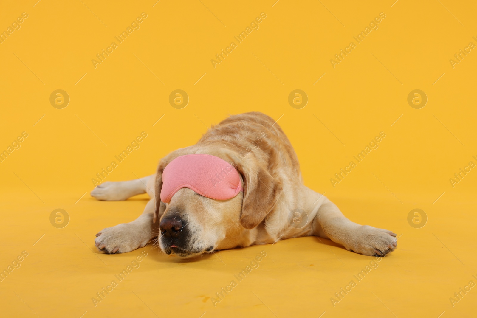 Photo of Cute Labrador Retriever with sleep mask resting on yellow background