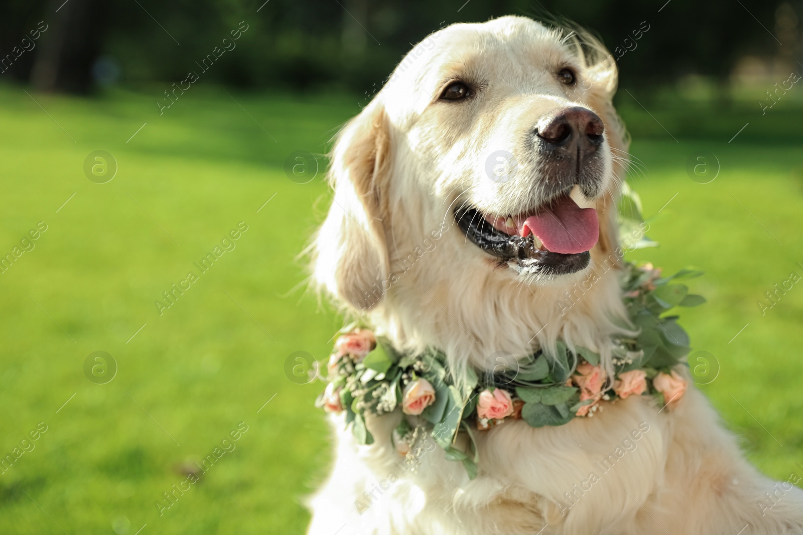 Photo of Adorable Golden Retriever wearing wreath made of beautiful flowers outdoors, space for text