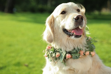 Adorable Golden Retriever wearing wreath made of beautiful flowers outdoors, space for text