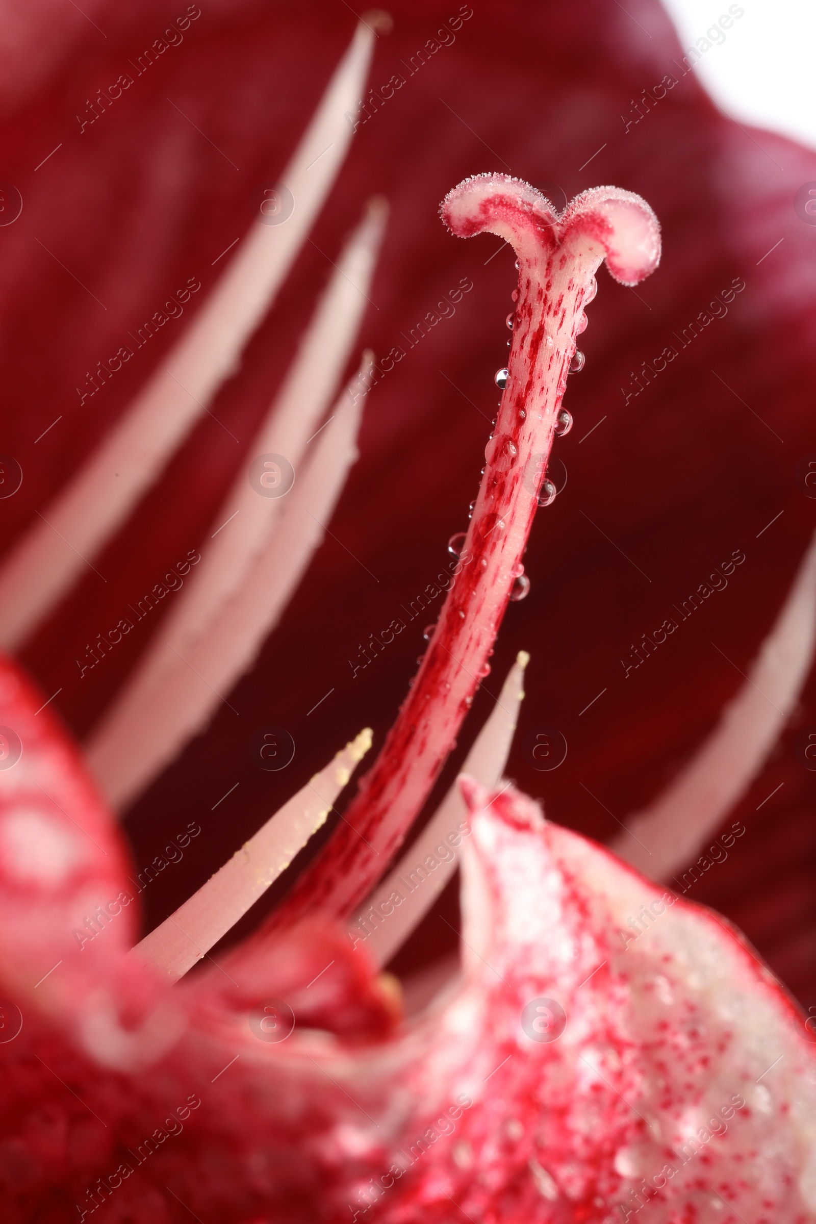 Photo of Beautiful red Amaryllis flower with water drops as background, macro view