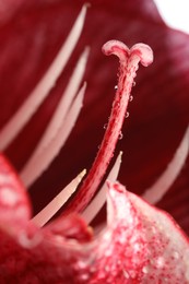 Photo of Beautiful red Amaryllis flower with water drops as background, macro view