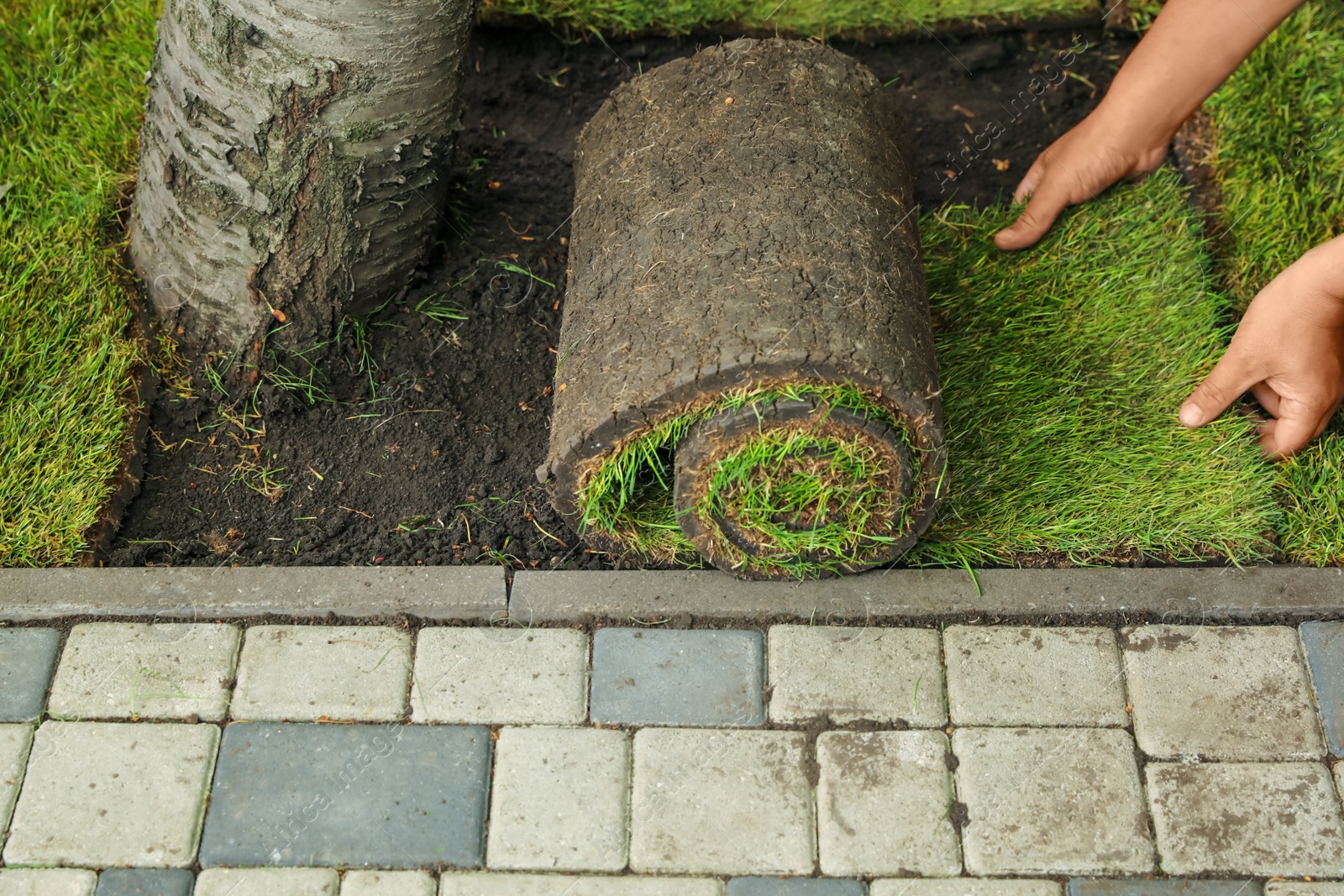 Photo of Young man laying grass sod on ground in garden, closeup