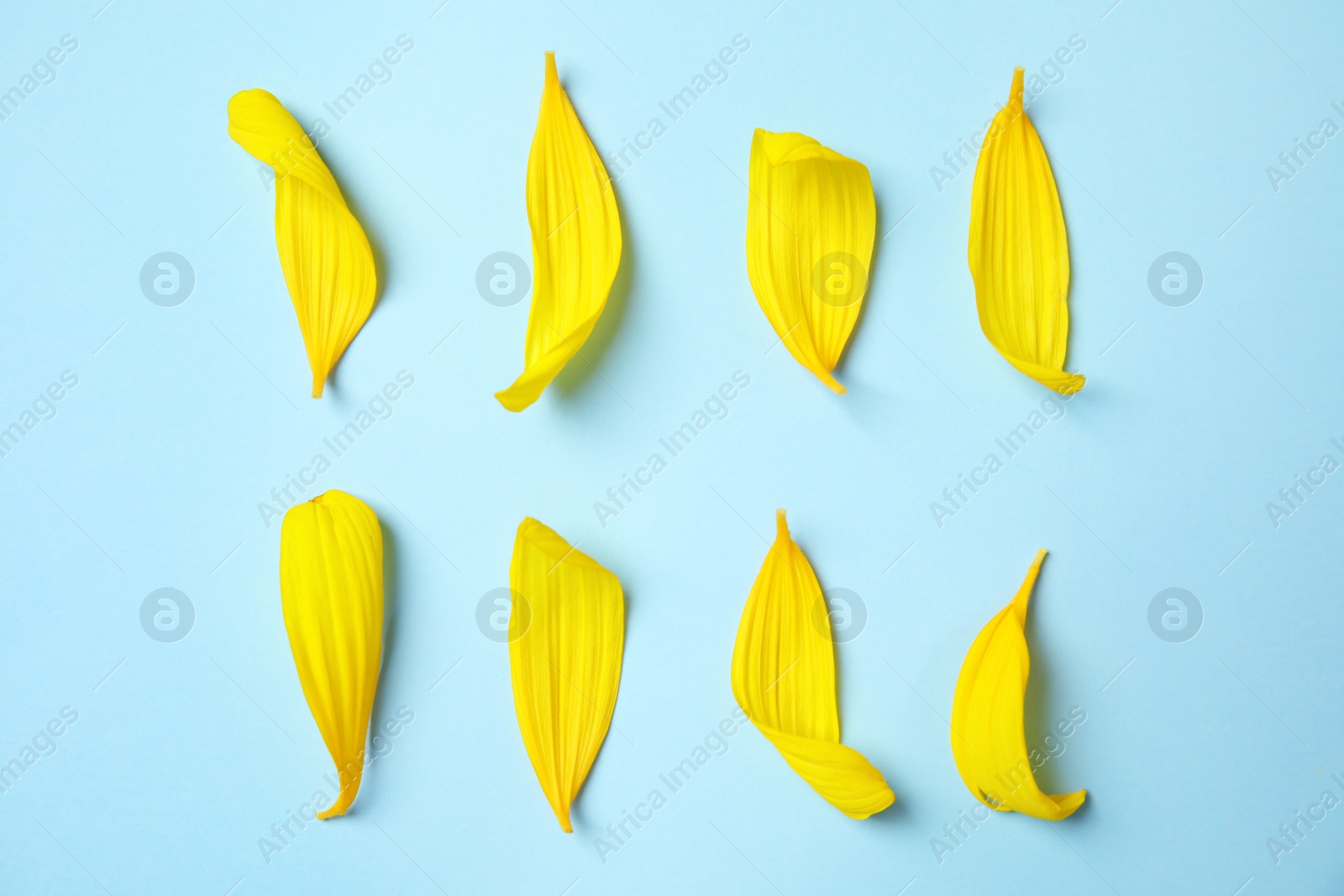 Photo of Fresh yellow sunflower petals on light blue background, flat lay