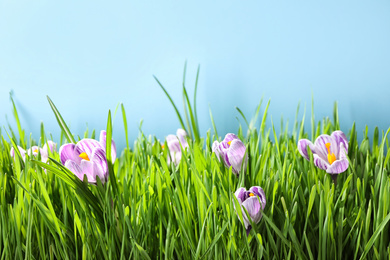 Photo of Fresh green grass and crocus flowers on light blue background, closeup. Spring season