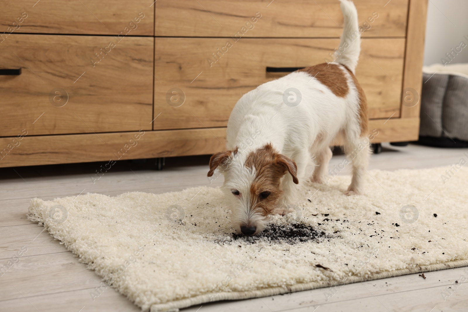 Photo of Cute dog near mud stain on rug indoors. Space for text