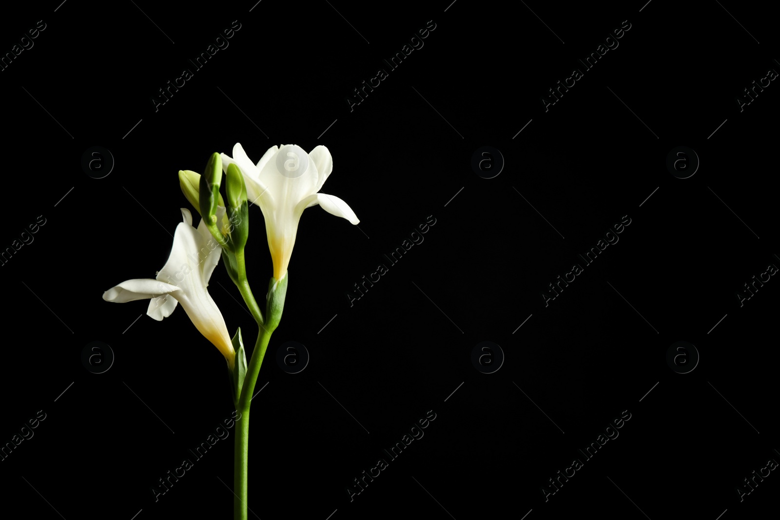 Photo of Beautiful white freesia flowers on black background. Space for text