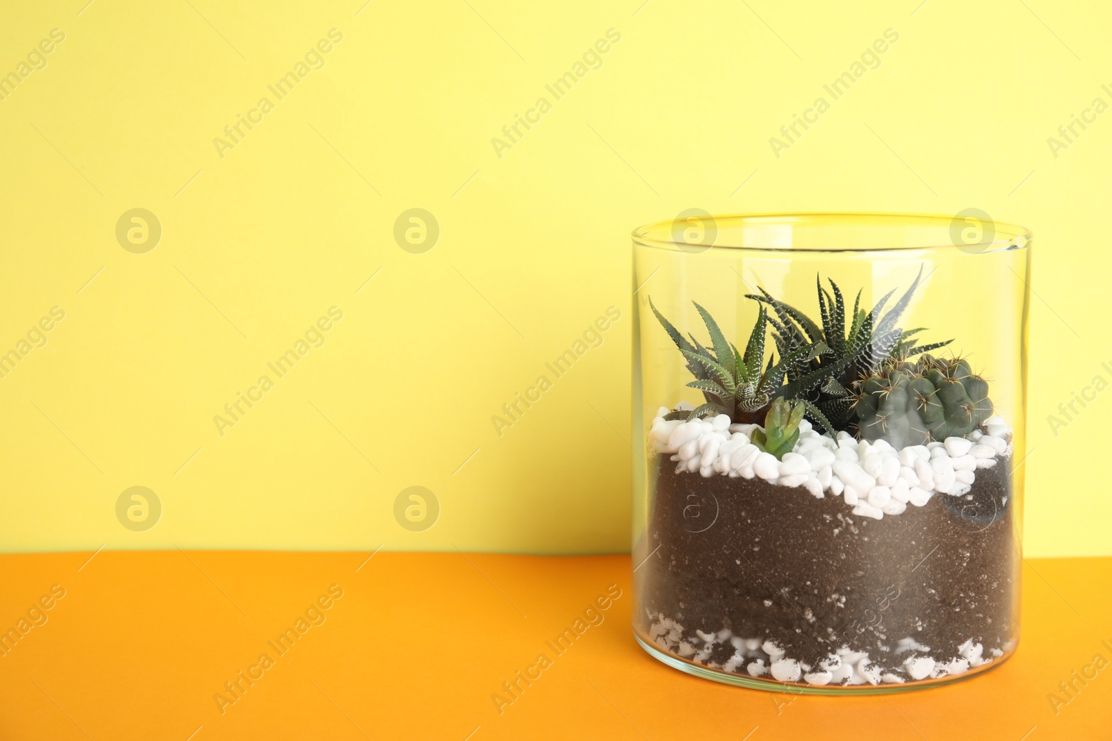 Photo of Glass florarium with different succulents on color background, space for text