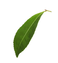 Photo of Green leaf of tea plant isolated on white