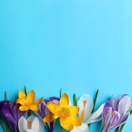 Photo of Beautiful crocus flowers on turquoise background, flat lay. Space for text