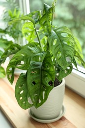 Photo of Monstera in pot on windowsill indoors. House plant
