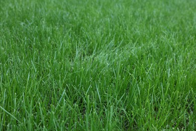 Fresh green grass growing outdoors on summer day