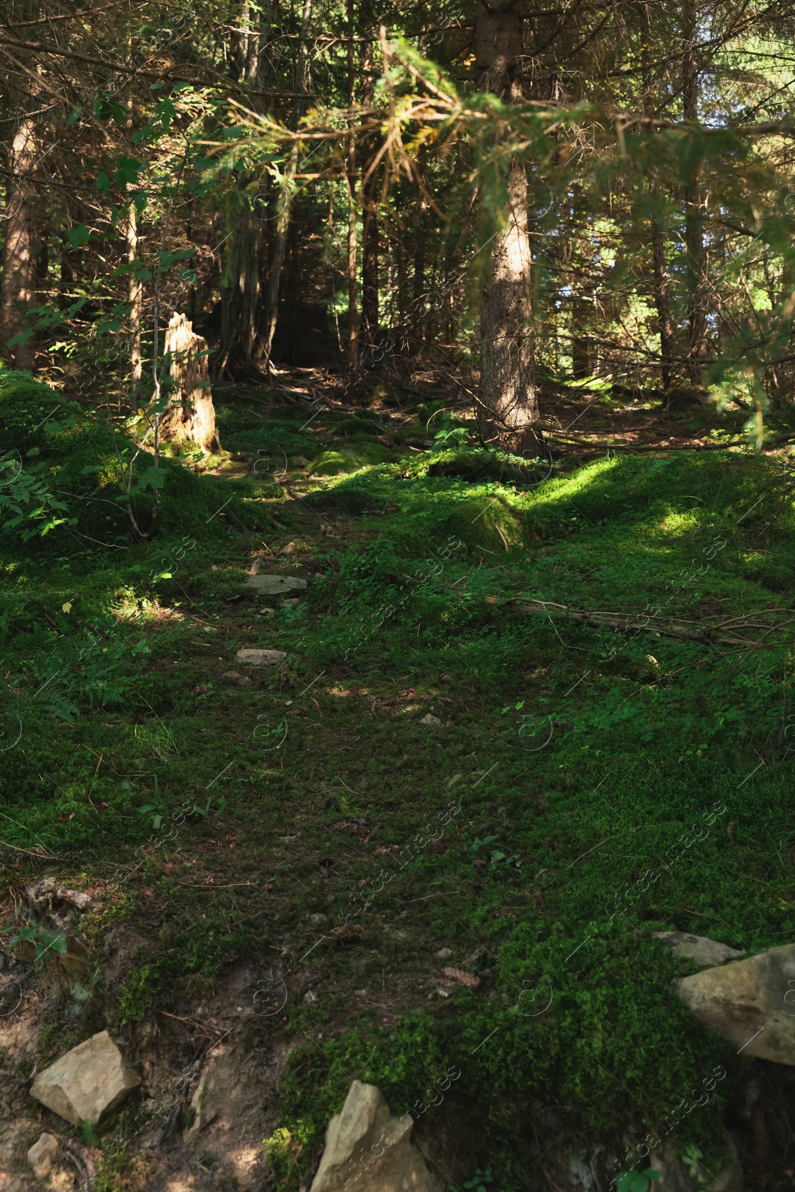 Photo of Ground covered with green moss and grass in forest