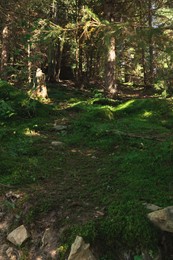 Photo of Ground covered with green moss and grass in forest