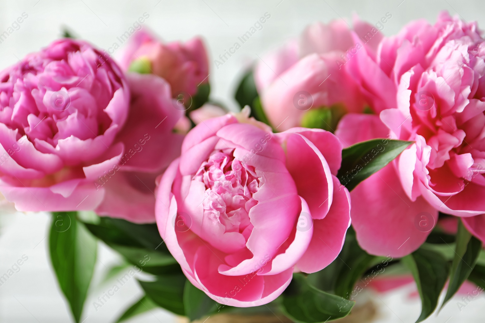 Photo of Beautiful fragrant peony flowers, closeup