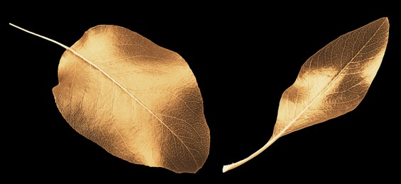 Beautiful gold painted pear tree leaves on black background, top view. Banner design