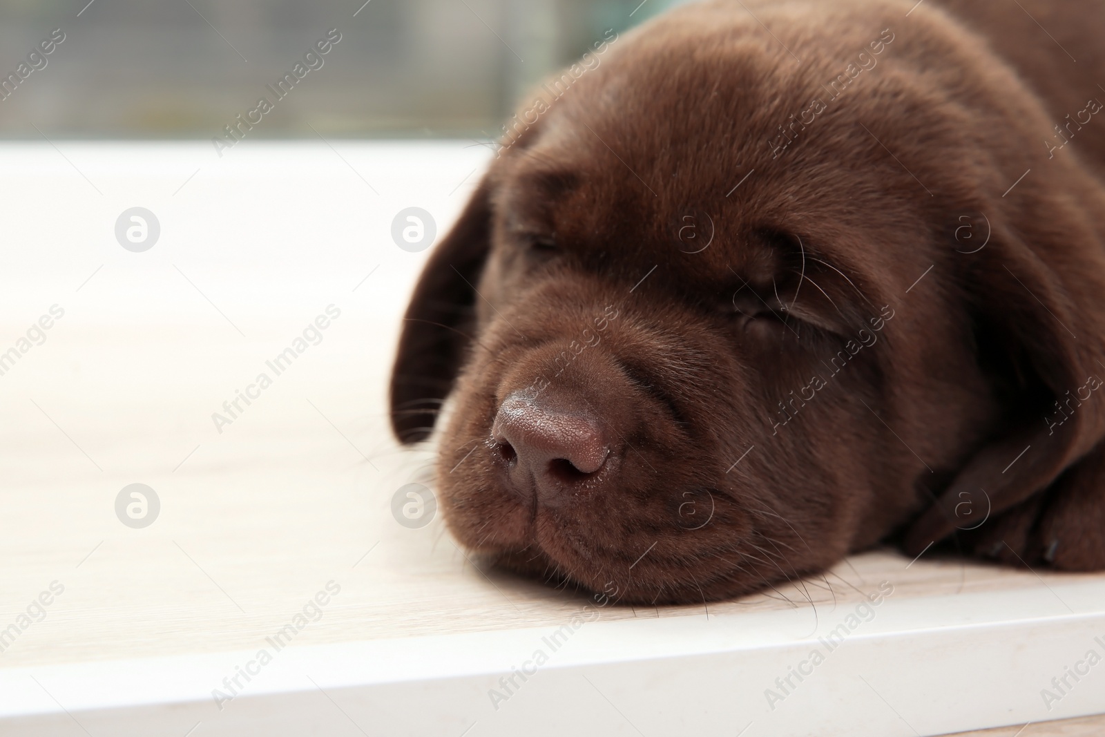 Photo of Chocolate Labrador Retriever puppy sleeping on window sill