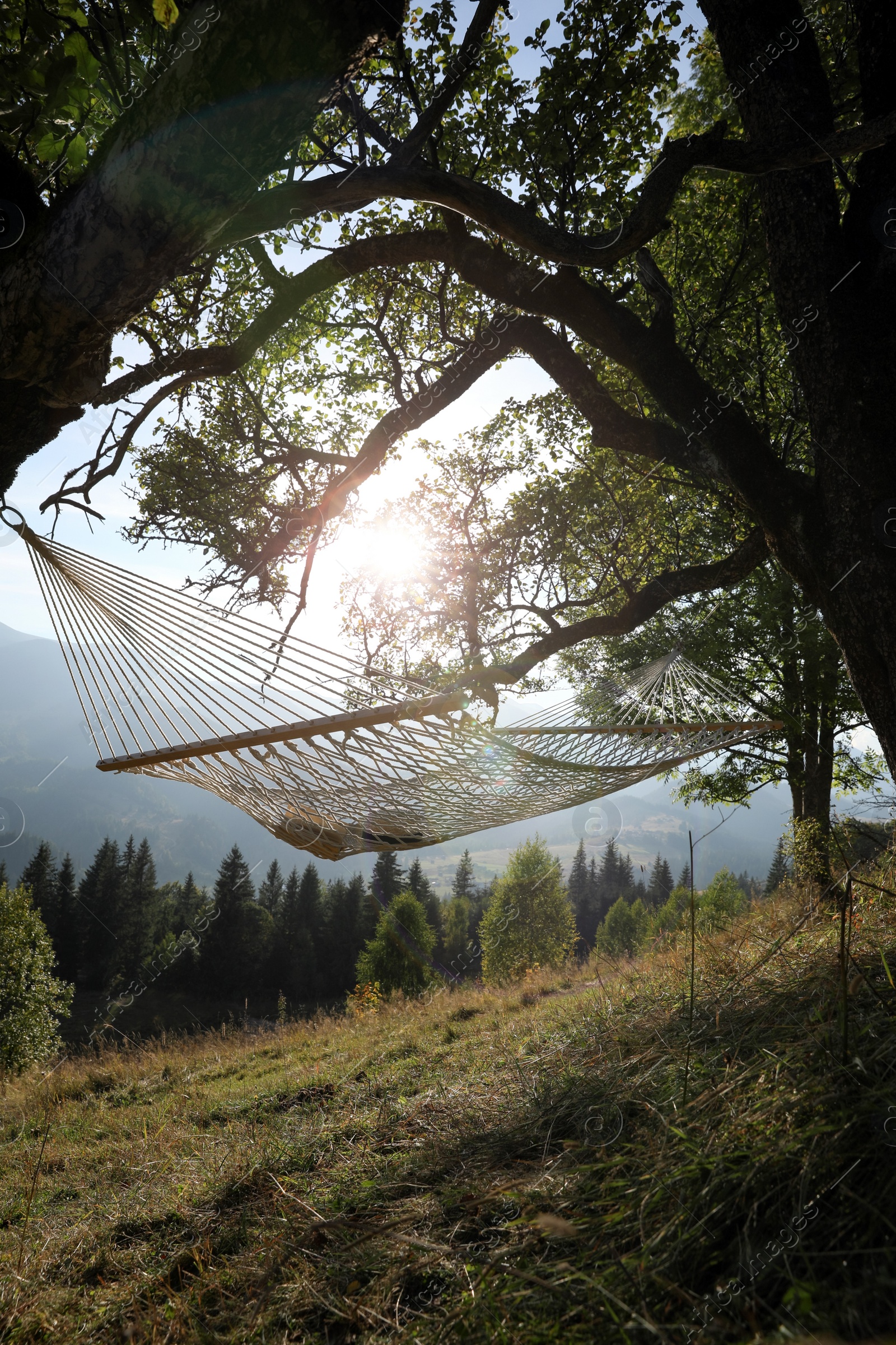 Photo of Comfortable net hammock outdoors on sunny day