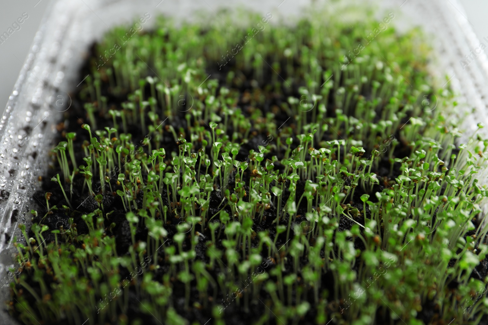 Photo of Young arugula sprouts growing in soil, closeup