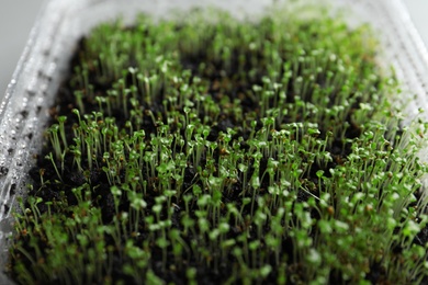 Photo of Young arugula sprouts growing in soil, closeup