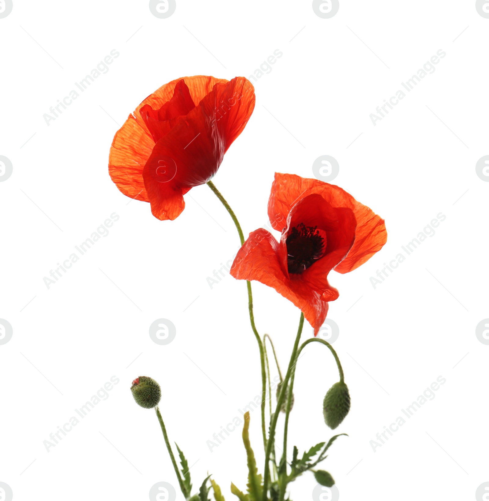Photo of Beautiful red poppy flowers isolated on white