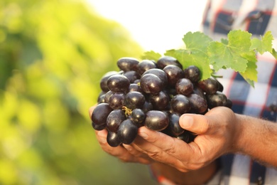 Photo of Man holding bunch of fresh ripe juicy grapes in vineyard, closeup