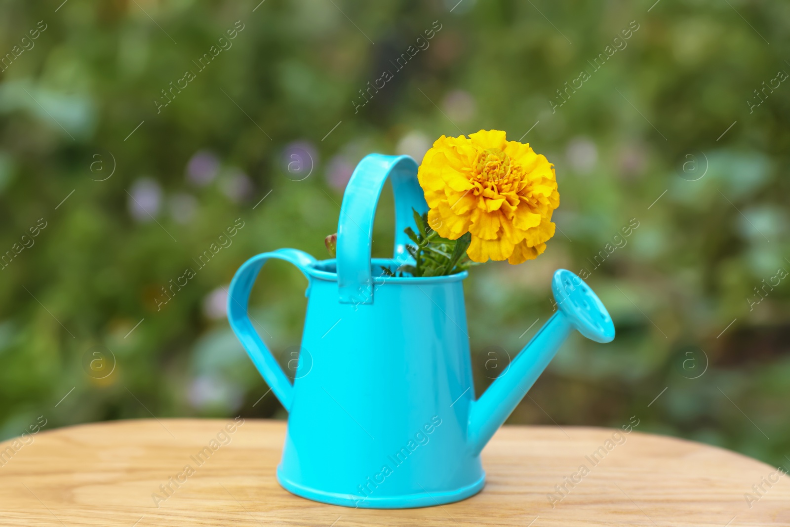 Photo of Beautiful marigold in watering can on wooden table outdoors